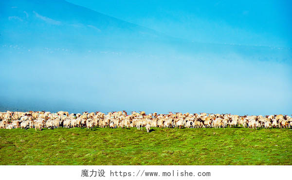 高山草场上在晨雾下走远的羊群